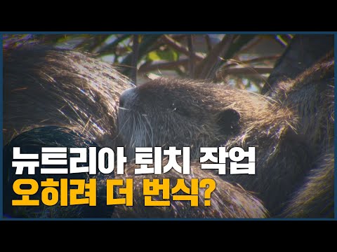 어중간한 <strong>뉴트리아</strong> 퇴치 작업, 오히려 더 번식