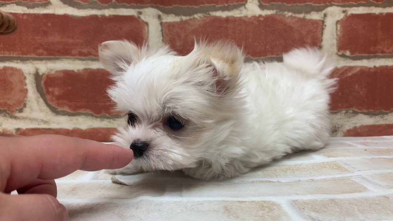 マルチワ Youtube