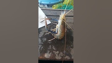 #Shorts / Câu tôm càng xanh ăn mồi chuối #KiềmRapper