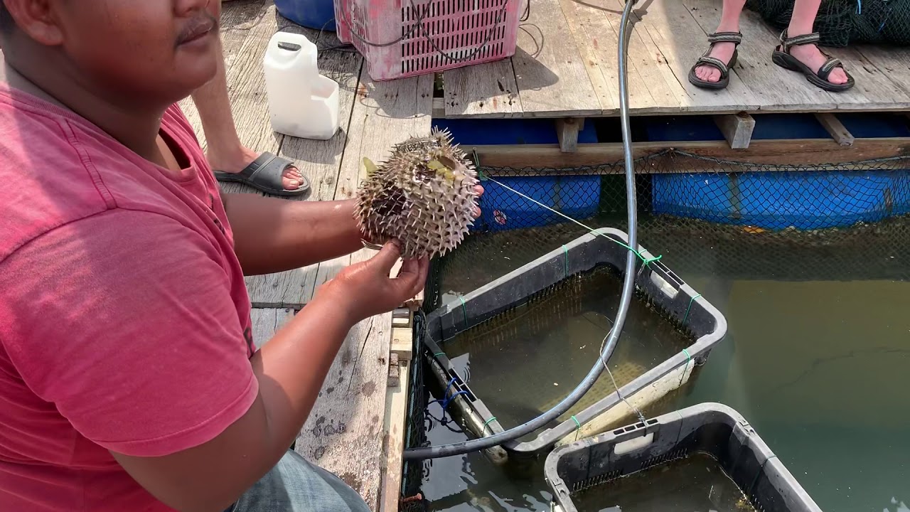 Porcupine Fish YouTube