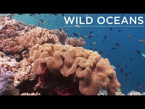 Coral reefs don’t get much more amazing than this