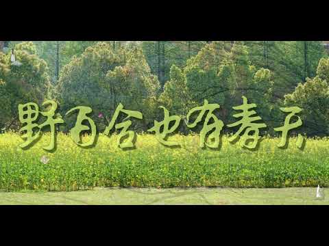 Tribute to Lo Ta-yu: Wild lilies also have spring 致敬罗大佑：野百合也有春天