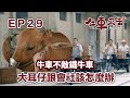 時代進步牛車不敵鐵牛車  大耳仔跟會社該怎麼辦? | 牛車來去 EP29精華