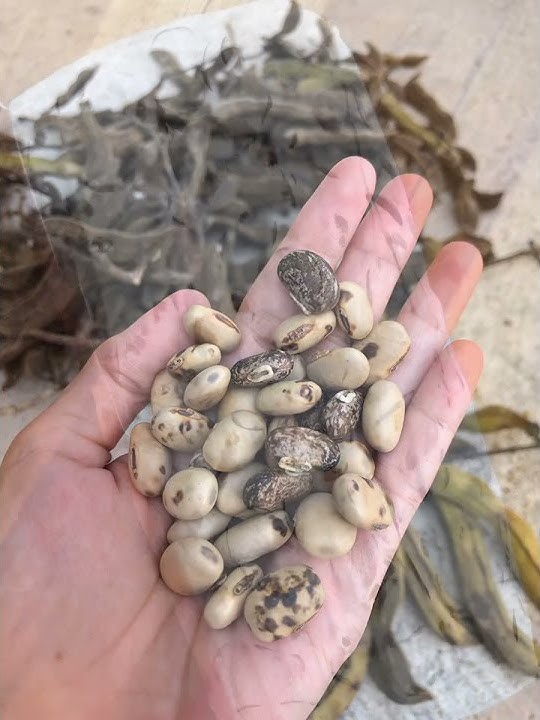 Ternyata ada sianida dalam kacang koro