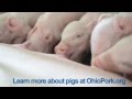 Feeding Baby Pigs