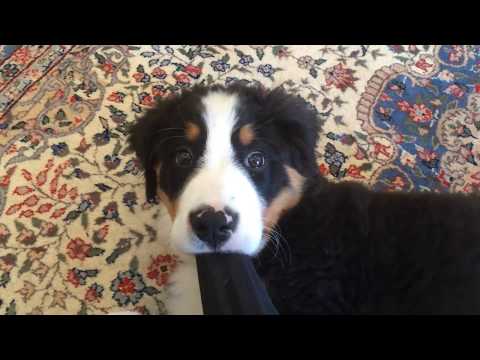 Bernese Mountain Dog Puppy Hiccuping