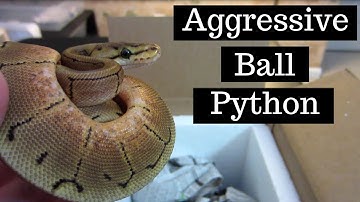 How To Handle An Aggressive Ball Python - Benjamin
