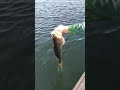 A Florida Pond Bass