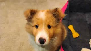 ADORABLE PUPPY MOMENTS | SHETLAND SHEEPDOG