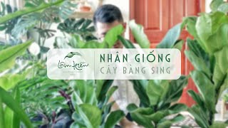 NHÂN GIỐNG CÂY BÀNG SING - P3 Final