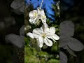Frühlings Blüher Compilation