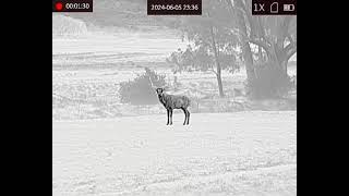 Hikmicro FH25 thermal vs fallowdeer.