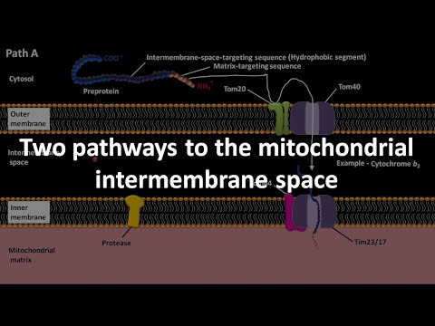 Video: Este spațiul intermembranar crestae?