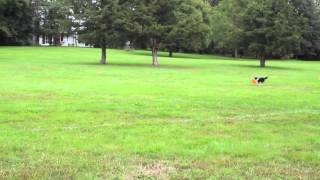 Quincy's First Toss Fetch
