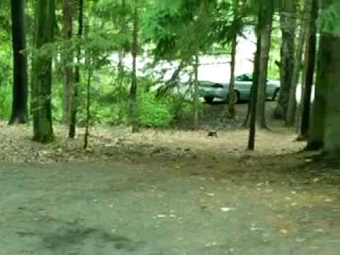 Footprints.AVI