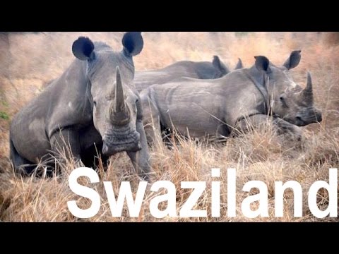 Video: Rinoceronti Che Lottano A Mkhaya, Swaziland - Matador Network