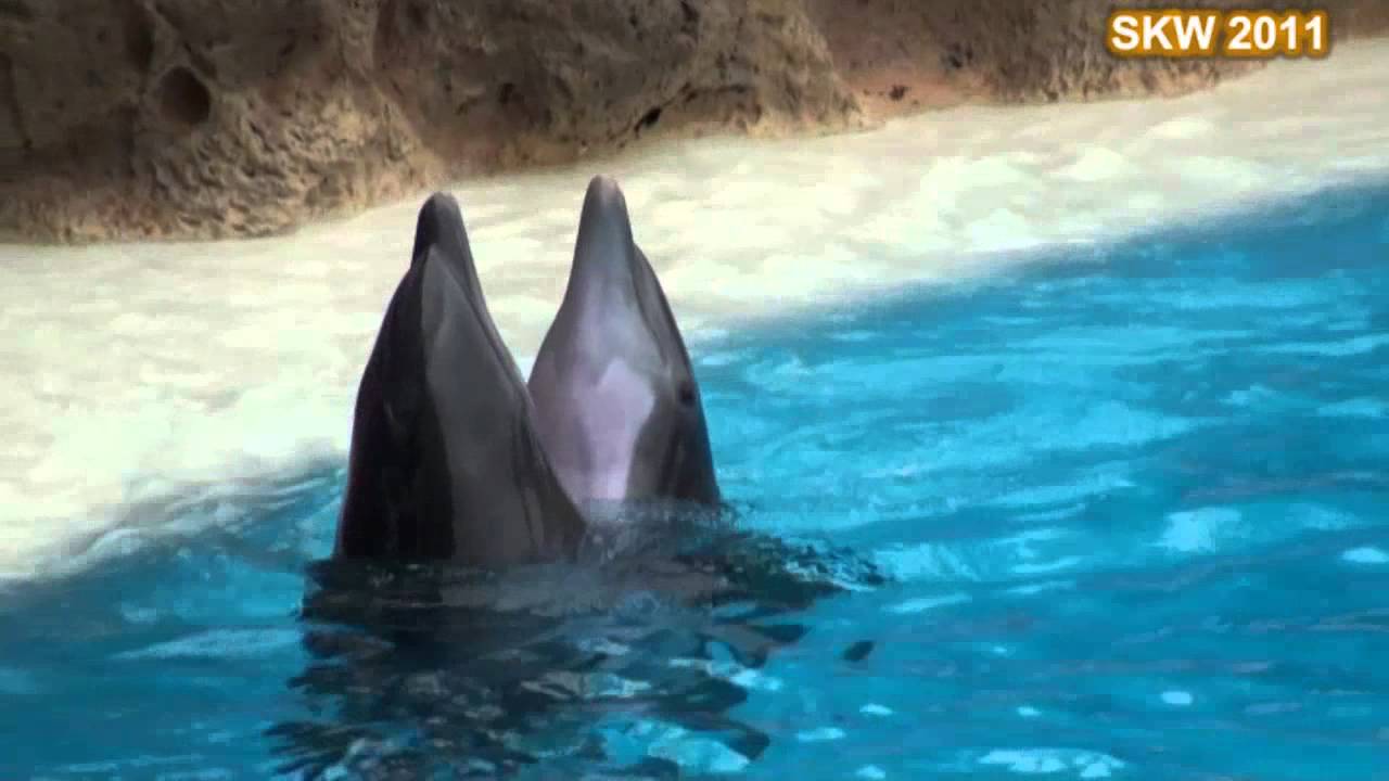 Loro parque III - delfiny i orki