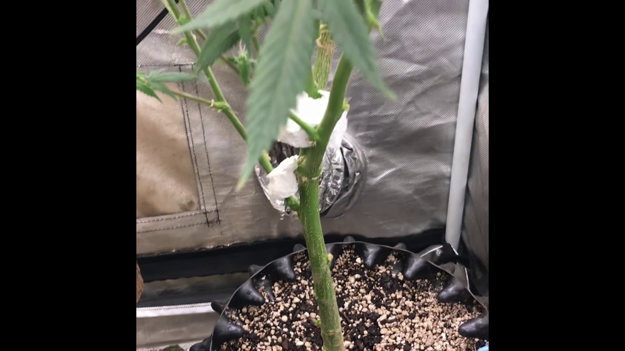 Death Star Gsc Monster cropping Blue dream using advanced connoisseur rhino skin big bud grow tent