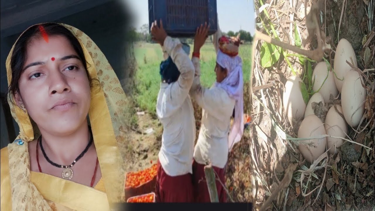 खेत में टमाटर तोड़ते समय अचानक क्या देखा 😲🤔l Wait for end..#dailyvlog 