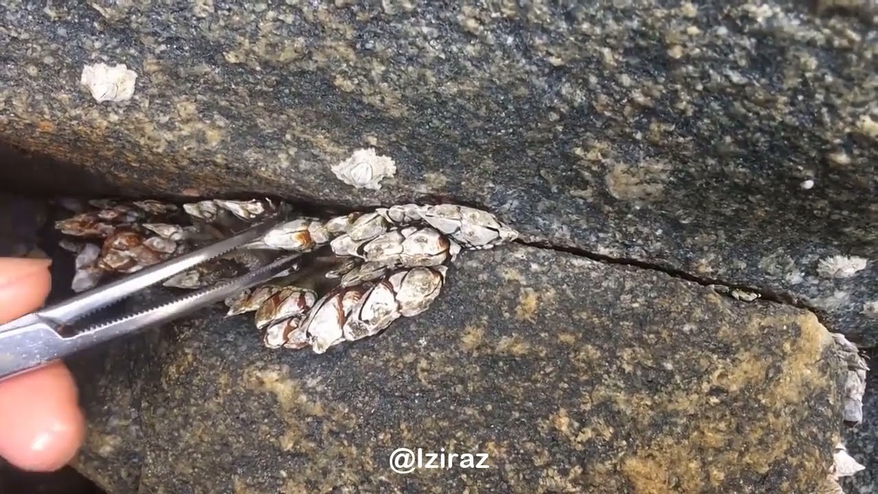 You Know What Is This Episode 851