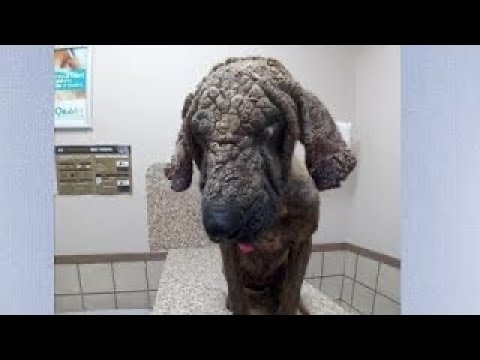Видео: В приют привезли окаменевшего пса, волонтёры были в ужасе от увиденного, он уже не ждал сострадания