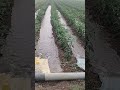 #agriculture #agriculturelife #mirchi #crop #irrigation #farming #culture