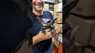 5 Weirdest Babies of the Animal Kingdom #Animals #AnimalFacts