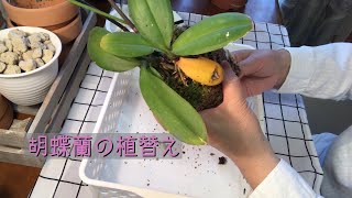 胡蝶蘭の植替え。小さめの素焼き鉢に水苔で植えます （2年に1度の目安）