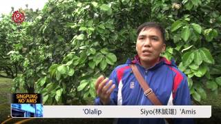 柚花盛開飄香 農民採摘疏果製茶 2015-04-02 Amis TITV 原視族語新聞