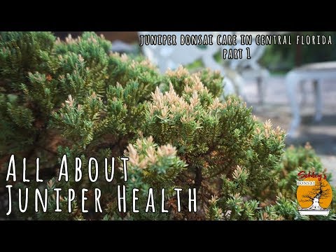 Juniper Bonsai Health