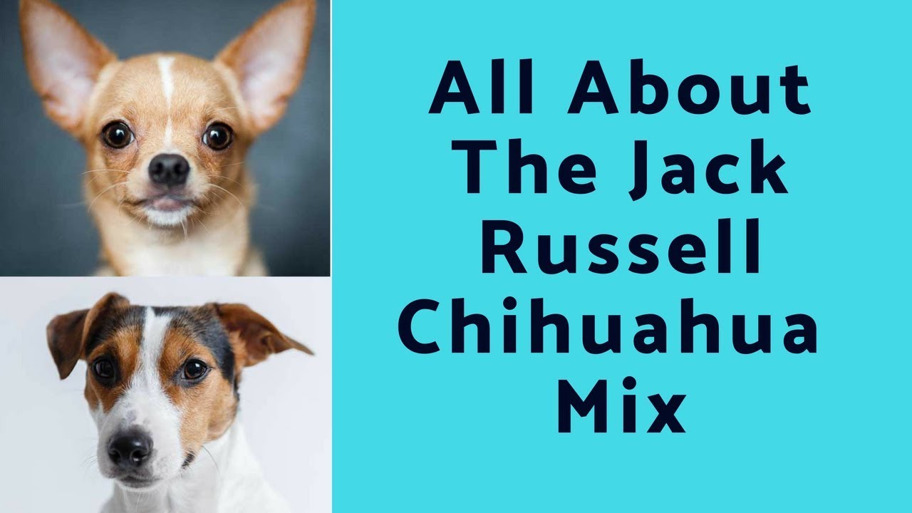 chihuahua cross jack russell dog