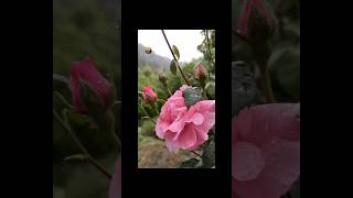 Dios, Me Arrodillo Ante Ti Perdóname Ónadios