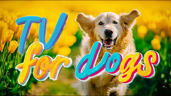 Dog Daycare TV: Entertainment for Dogs 🐶 Videos For Dogs to Watch to Prevent Boredom & Anti Anxiety