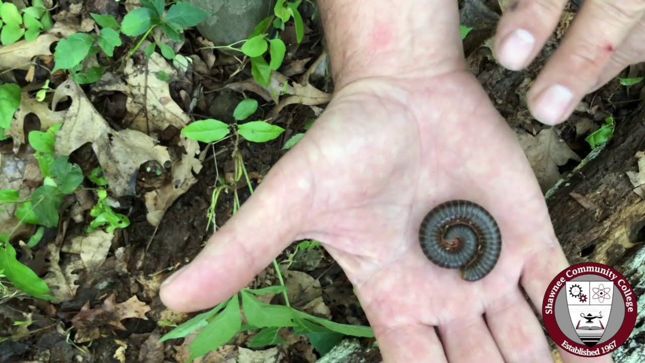 Science In Seconds The American Giant Millipede