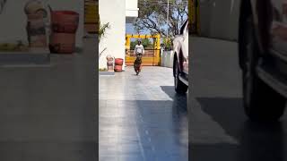 Aggressive German Shepherd Dog