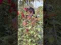 old man picking rose flowers