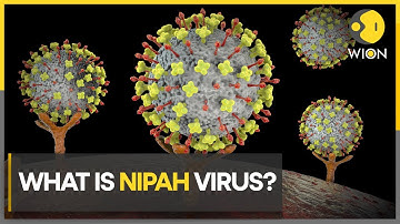 Symptoms and prevention of Nipah virus | Live Discussion | WION