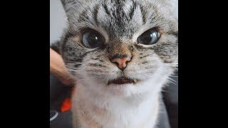 Приколы Про Животных Приколы Про Животных