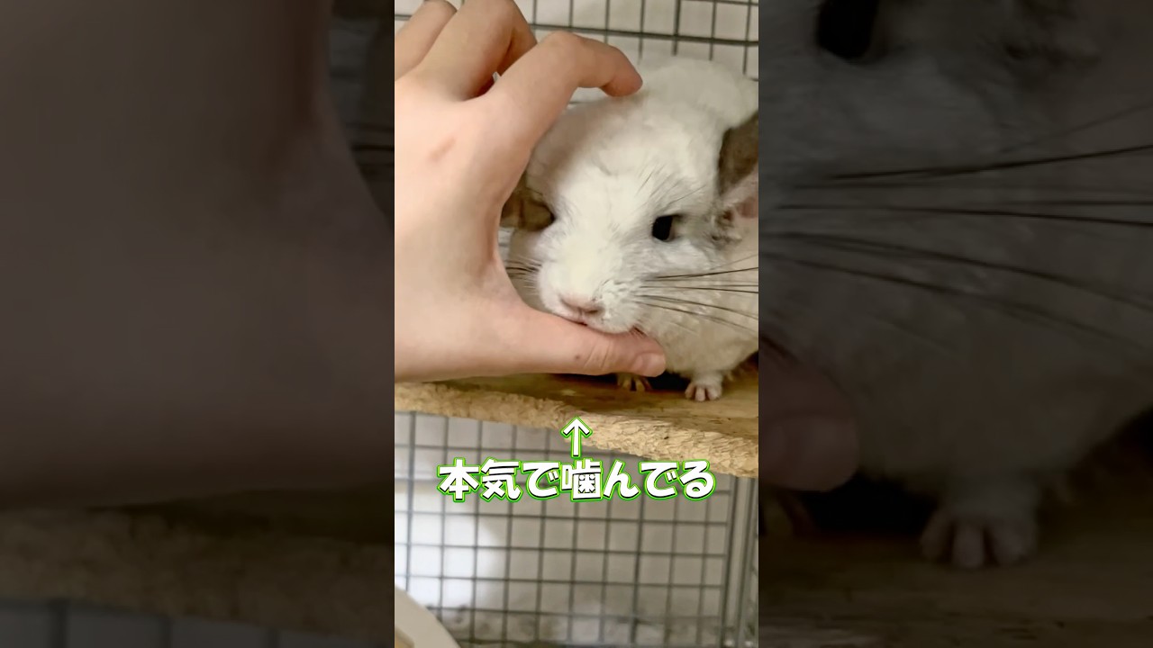 チンチラに本気で噛まれる【#ペット 】#小動物 #shorts