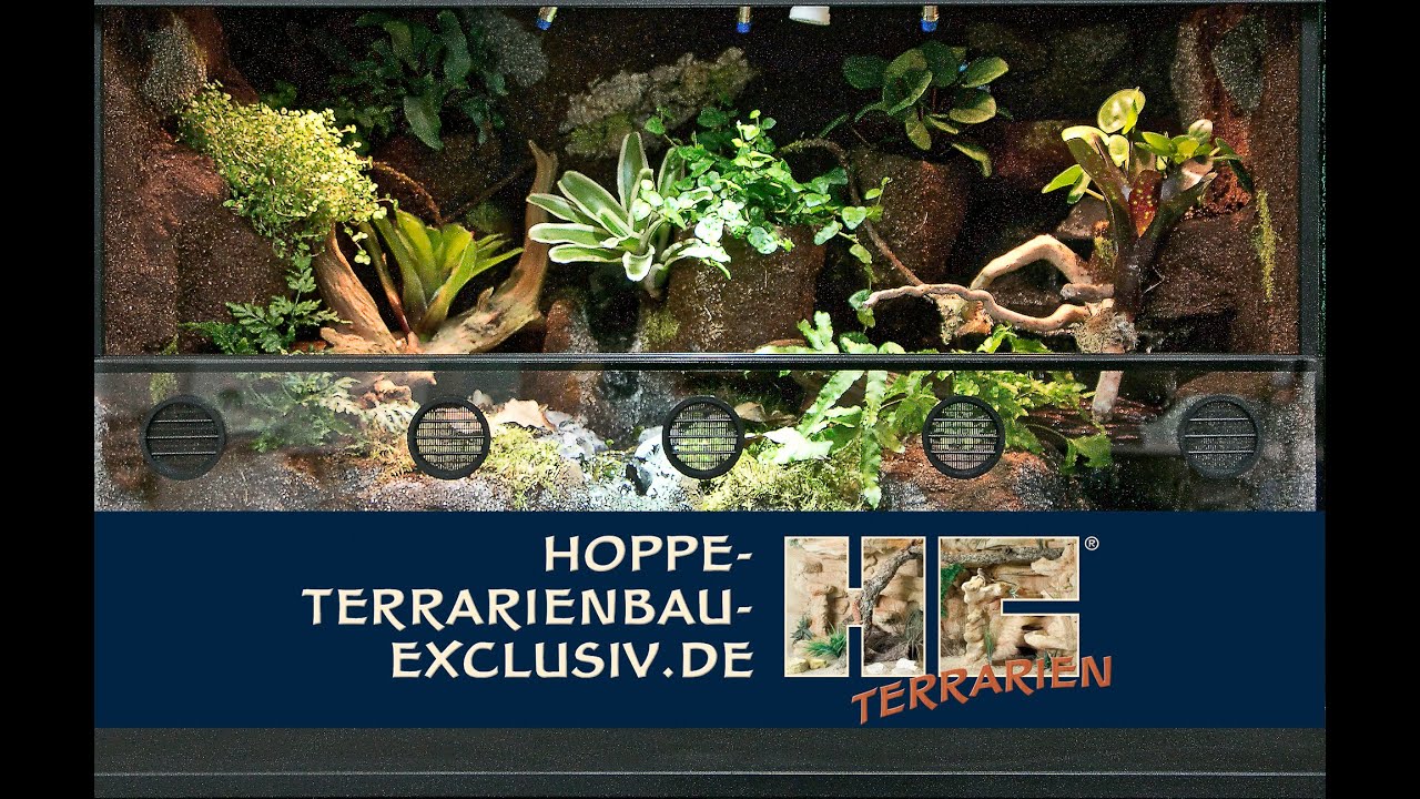 Paludarium für Rotaugen Buschkrokodile