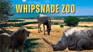 Whipsnade Zoo | Britain's LARGEST Zoo