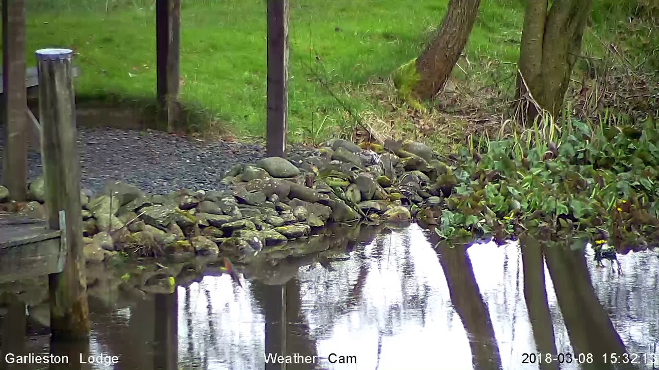 Kingfisher in action. 