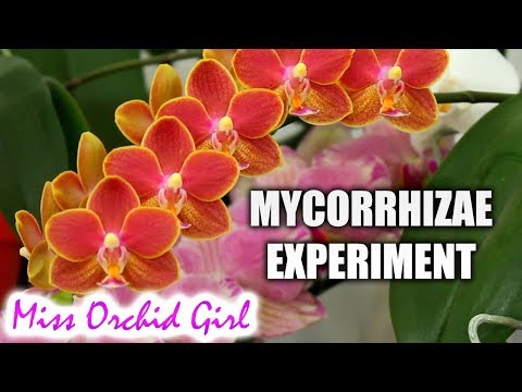 Mycorrhiza - What is it & do we need it? + Orchid experiment!