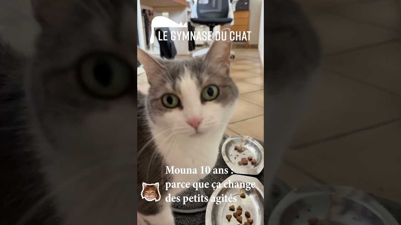 LES CHATS DE SOPHIE - Mouna la vieille (elle a 10 ans)