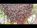 Bees rescue 54 | apis andreniformis | relocate honey bee hive | volunteer | YouTube