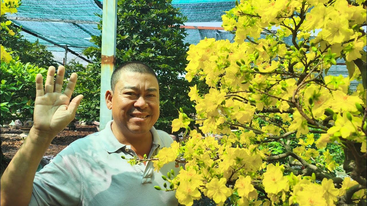 Phương Bình trả lời 1 số câu hỏi của bà con về chăm sóc mai vàng 