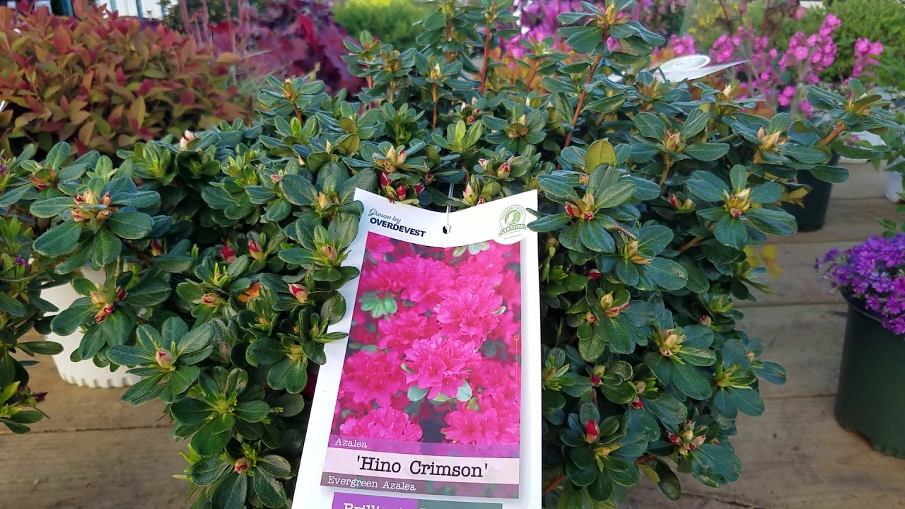 Azalea poukhanense 'Compacta' & 'Hino Crimson'//Very hardy, COLORFUL🌸 azaleas for spring flowering!