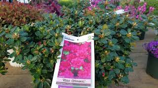 Azalea poukhanense 'Compacta' & 'Hino Crimson'//Very hardy, COLORFUL🌸 azaleas for spring flowering!