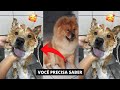 TUDO QUE VOCÊ PRECISA SABER ANTES DE TER UM CHOW CHOW の動画、YouTube動画。