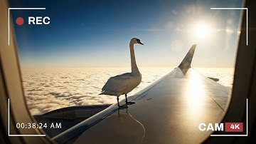 What If Birds Could Fly Beside Airplanes? | Caught In 4K